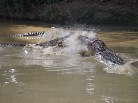 Fighting crocodiles