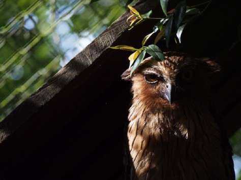 Buffy fish owl (formerly known to us as puffy faced owl - lost in translation)