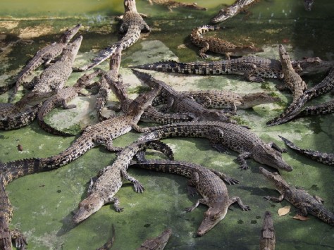 Baby saltwater crocodiles